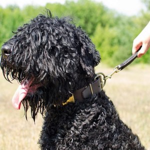 Коричневый переходник на поводок для черного терьера «Dog Comfort»